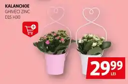 Auchan Kalanchoe Ofertă