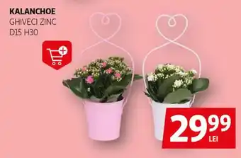 Auchan Kalanchoe Ofertă