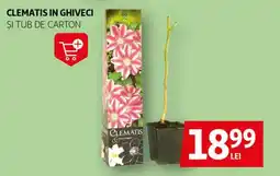 Auchan Clematis in ghiveci Ofertă