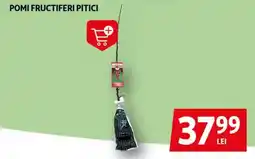 Pomi fructiferi pitici