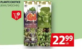 Auchan Plante exotice (kiwi/smochin) Ofertă