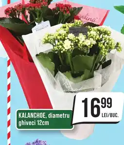 Mega Image Kalanchoe Ofertă