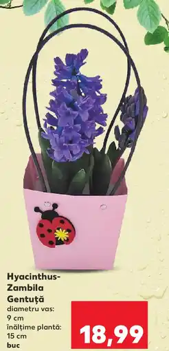 Kaufland Hyacinthus- Zambila Gentuţă Ofertă