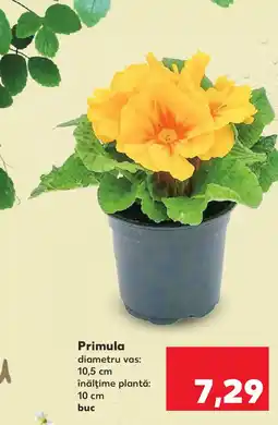 Kaufland Primula Ofertă