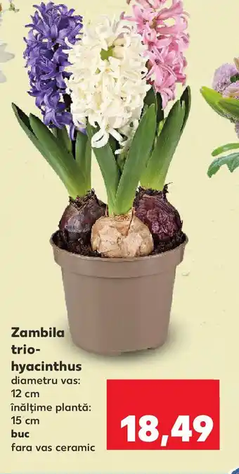 Kaufland Zambila trio- hyacinthus Ofertă