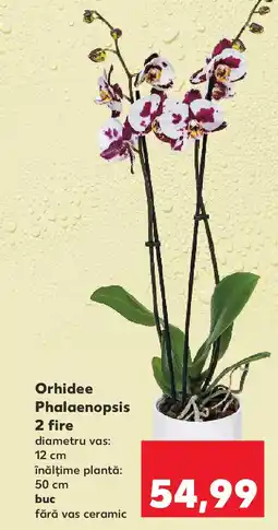 Kaufland Orhidee Phalaenopsis 2 fire Ofertă