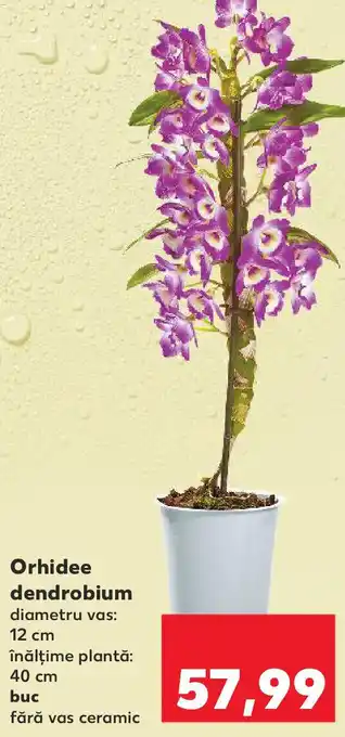 Kaufland Orhidee dendrobium Ofertă