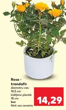 Kaufland Rosa - trandafir Ofertă