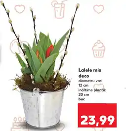 Kaufland Lalele mix deco Ofertă