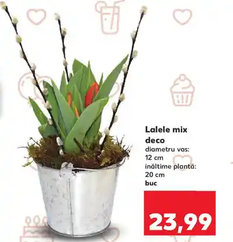 Kaufland Lalele mix deco Ofertă