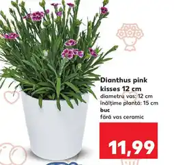 Kaufland Dianthus pink kisses 12 cm Ofertă