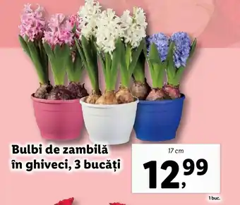 Lidl Bulbi de zambilă în ghiveci, 3 bucăți Ofertă