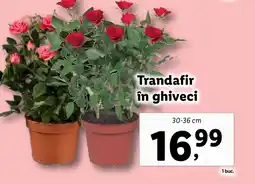 Lidl Trandafir în ghiveci Ofertă