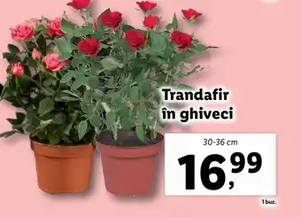 Lidl Trandafir în ghiveci Ofertă