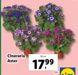 Lidl Cineraria Aster Ofertă