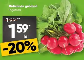 PROFI Ridichi de grădină legătură Ofertă