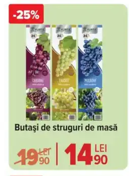 Carrefour Market Butaşi de struguri de masă Ofertă