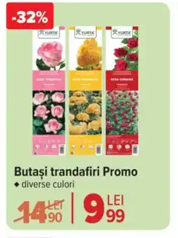 Carrefour Market Butaşi trandafiri Promo Ofertă