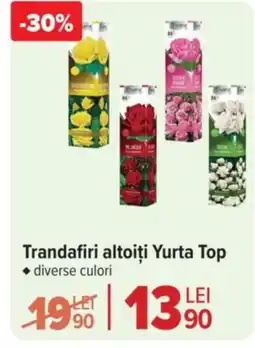 Carrefour Market Trandafiri altoiți Yurta Top Ofertă