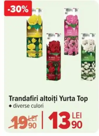 Carrefour Market Trandafiri altoiți Yurta Top Ofertă