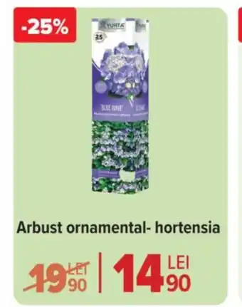 Carrefour Market Arbust ornamental- hortensia Ofertă