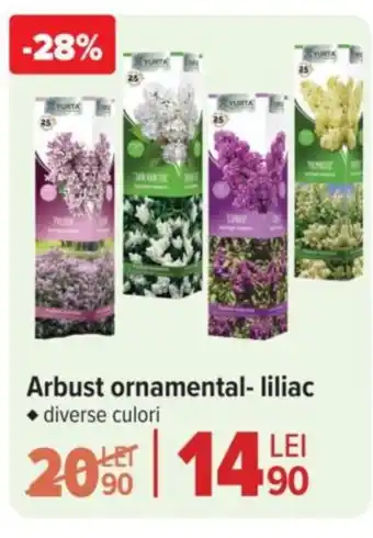 Carrefour Market Arbust ornamental- liliac Ofertă