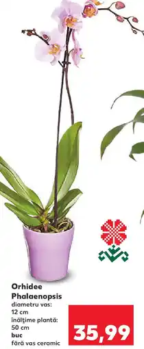 Kaufland Orhidee Phalaenopsis Ofertă