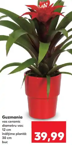 Kaufland Guzmania Ofertă