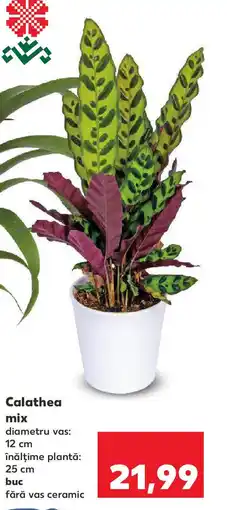 Kaufland Calathea mix Ofertă