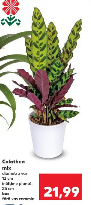 Kaufland Calathea mix Ofertă