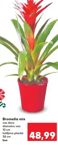 Kaufland Bromelia mix Ofertă