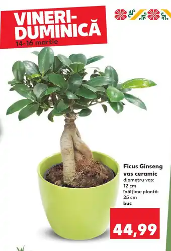 Kaufland Ficus Ginseng vas ceramic Ofertă