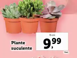 Lidl Plante suculente Ofertă