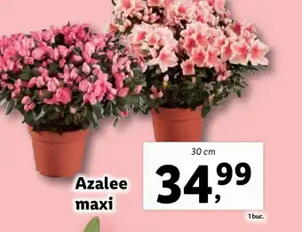 Lidl Azalee maxi Ofertă