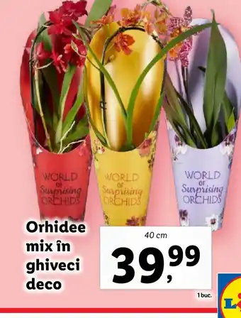 Lidl Orhidee mix în ghiveci deco Ofertă