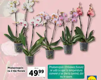 Lidl Phalaenopsis cu 2 tije florale Ofertă