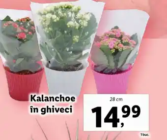 Lidl Kalanchoe în ghiveci Ofertă