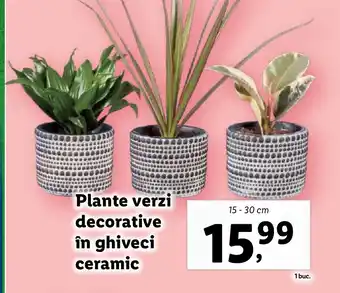 Lidl Plante verzi decorative în ghiveci ceramic Ofertă