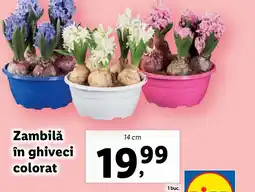 Lidl Zambilǎ în ghiveci colorat Ofertă