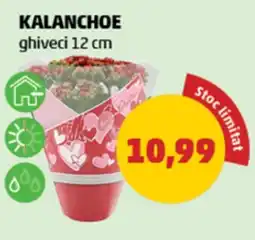 Penny Kalanchoe Ofertă