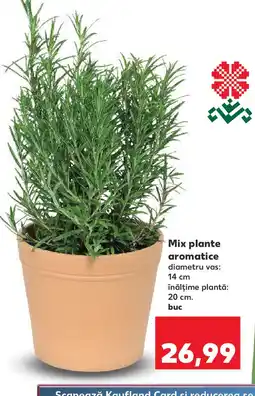 Kaufland Mix plante aromatice Ofertă