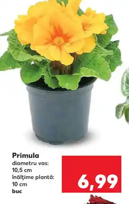 Kaufland Primula Ofertă