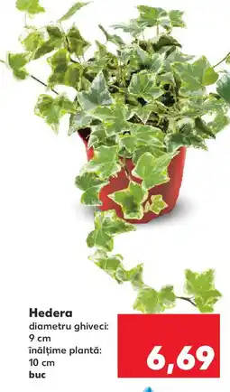 Kaufland Hedera Ofertă