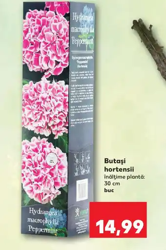 Kaufland Butaşi hortensii Ofertă