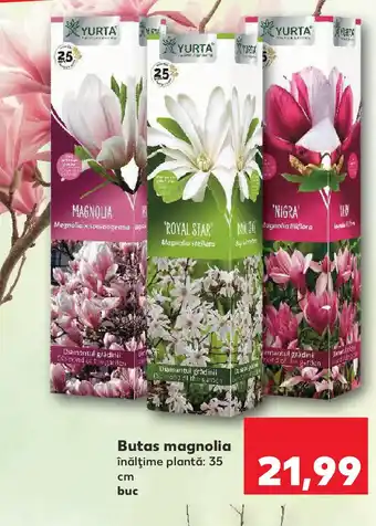 Kaufland Butas magnolia Ofertă