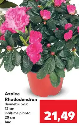 Kaufland Azalee Rhododendron Ofertă