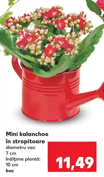 Kaufland Mini kalanchoe în stropitoare Ofertă