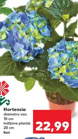 Kaufland Hortensia Ofertă