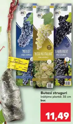 Kaufland Butasi struguri Ofertă