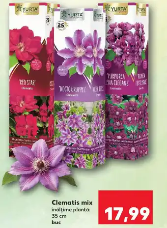 Kaufland Clematis mix Ofertă